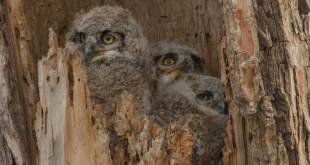 (Photo courtesy of Alexa Boyes)