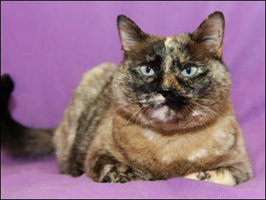 Humane Society of Boulder Valley Pets of the Week