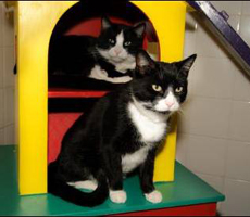 Pet of the Week