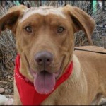 Pets of the Week