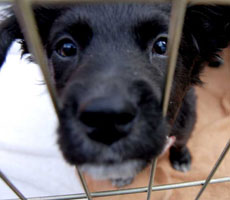 Pet-a-Puppy day sets tails wagging