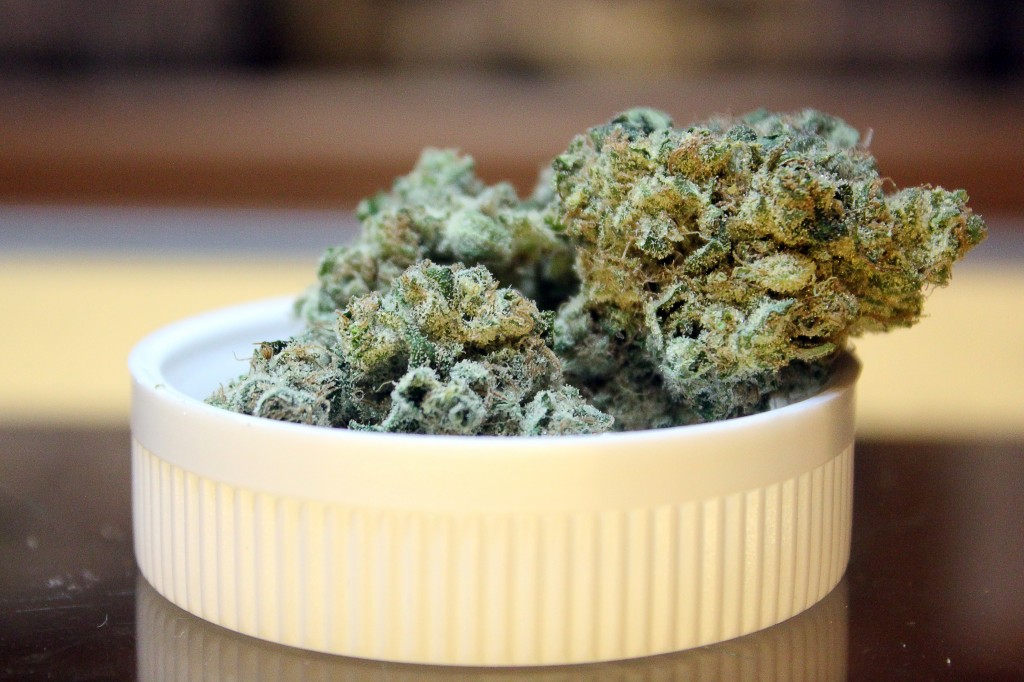 "White Slipper," a sativa strain, sits on a display case at the Terrapin Care Station. (Kai Casey/CU Independent File)