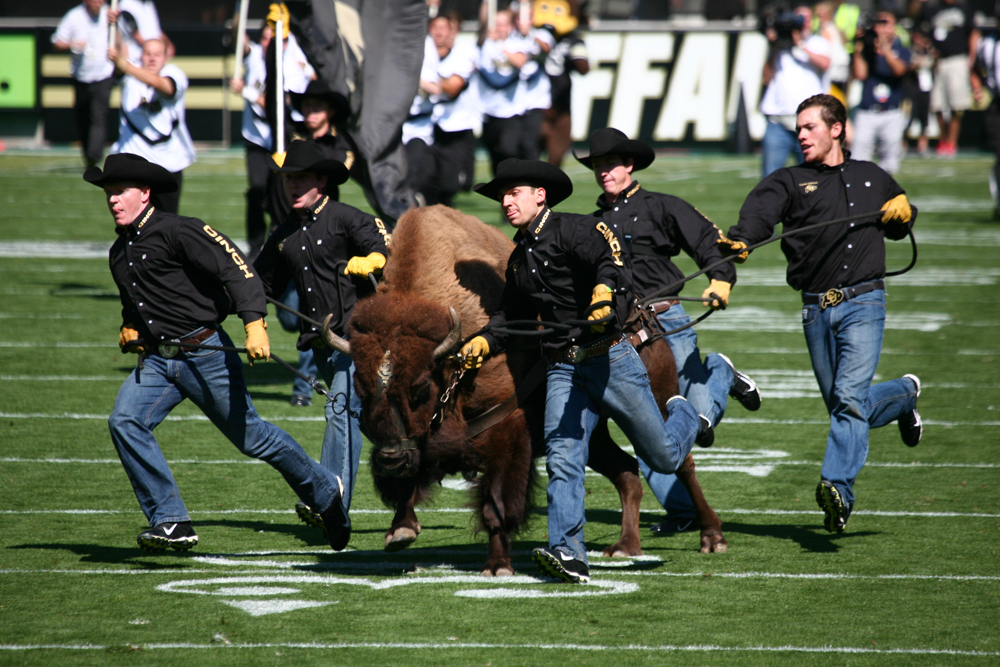 Ralphie leads the CU football team at Folsom Field. (Kai Casey/CU Independent File)