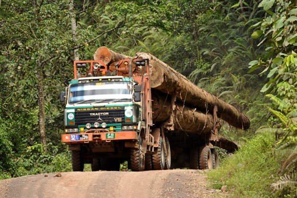 dipterocarp and other timber logs being taken by logging truck in a tropical rainforest, Sabah, Borneo. (Photo Courtesy of T. R. Shankar Raman/Wikimedia Commons)