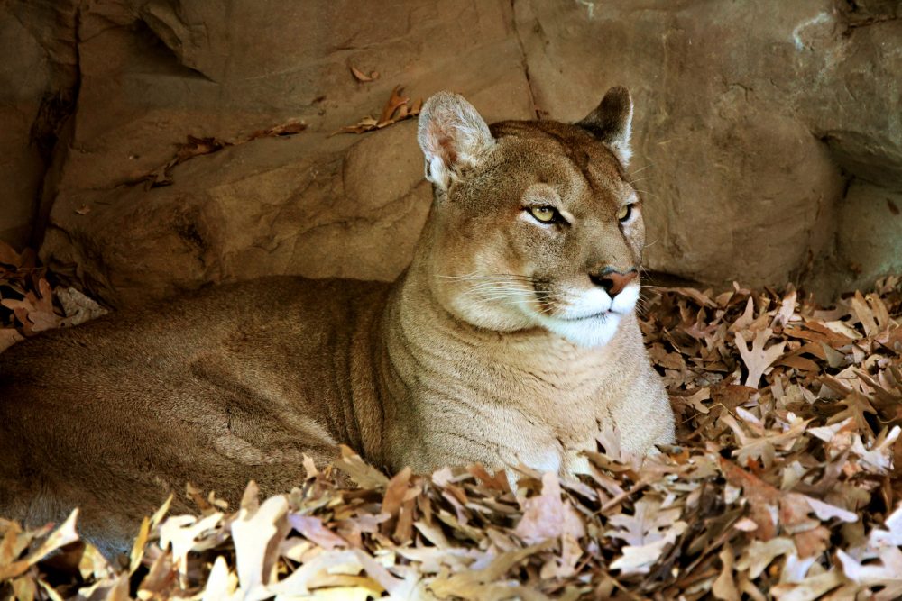 Opinion: Climate change could be the reason behind mountain lion attack
